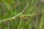 Thinfruit sedge